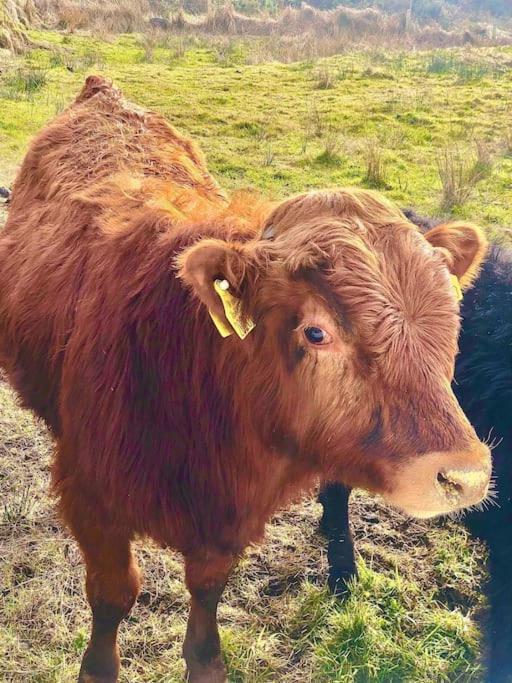 The Cosy Farm Cottage, Donegal Inver Luaran gambar