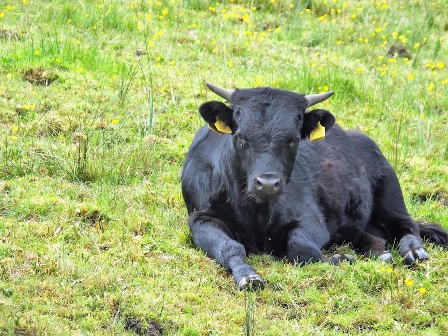 The Cosy Farm Cottage, Donegal Inver Luaran gambar